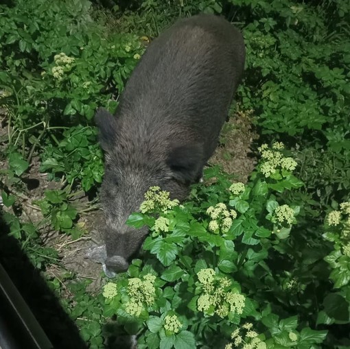 L’associazione ambientalista Earth vince contro il Comune di San Lorenzo, stop all’abbattimento dei cinghiali