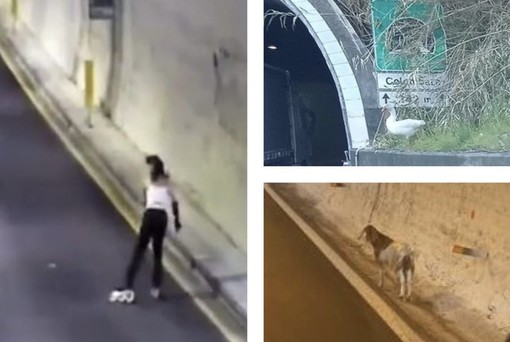 Oche, capre, cinghiali, iguane: gli strani incontri estivi sulle strade e autostrade liguri Oche, capre, cinghiali, iguane: gli strani incontri estivi sulle strade e autostrade liguri