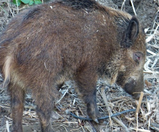 Caccia al cinghiale: in Liguria è necessario permetterla anche al di fuori del proprio comune di residenza
