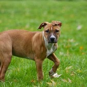 Cani senza guinzaglio a Imperia, le lamentele dei proprietari corretti: "Noi rispettiamo le regole, ma nessuno controlla" Cani senza guinzaglio a Imperia, le lamentele dei proprietari corretti: "Noi rispettiamo le regole, ma nessuno controlla"