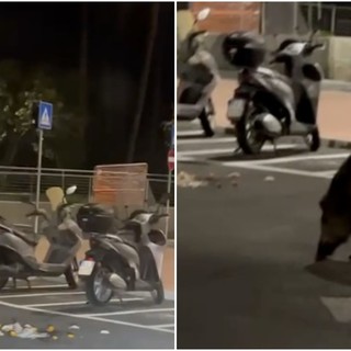 Imperia, cinghiali prendono d'assalto i cassonetti in Borgo San Moro e arrivano i vigili del fuoco Imperia, cinghiali prendono d'assalto i cassonetti in Borgo San Moro e arrivano i vigili del fuoco