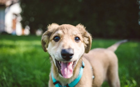 Imperia rafforza la tutela degli animali: al via il servizio di accoglienza e cura