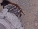 Cinghiale in fuga blocca l'Aurelia a Diano Marina (video) Cinghiale in fuga blocca l'Aurelia a Diano Marina (video)