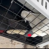 Cigno in difficoltà sul molo lungo di Oneglia: recuperato e affidato alle cure della Vigilanza Animale Regionale