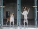ACCADDE OGGI,  29 SETTEMBRE 1983. Il triste destino dei cani abbandonati: senza casa e osteggiati da tutti