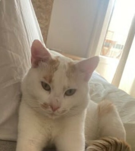 Imperia, gatto disperso nel greto del torrente Impero: appello per ritrovare Catonio