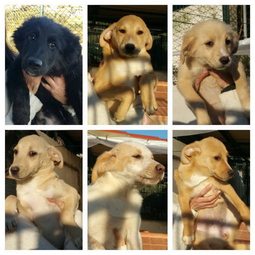 Enpa di Sanremo: sei bellissimi cuccioli e la loro mamma cercano casa.