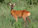 Fauna selvatica, l'invito di Regione Liguria a proteggere i piccoli di capriolo Fauna selvatica, l'invito di Regione Liguria a proteggere i piccoli di capriolo