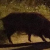 Incontro ravvicinato con grosso cinghiale su Capo Berta, il racconto: "Una macchia nera davanti, poi il balzo nella boscaglia"