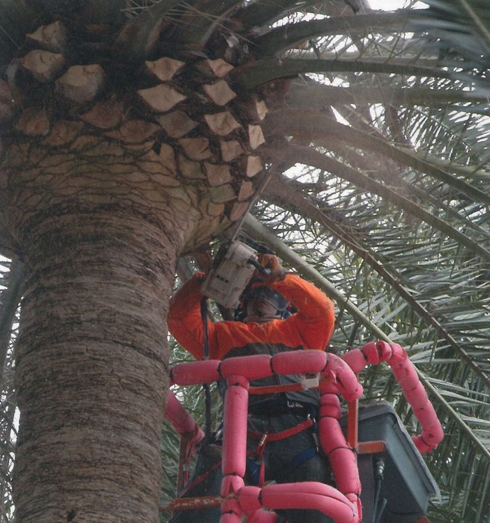 Il Comune di Imperia riparte dalla cura del decoro urbano, impegno di spesa per la manutenzione straordinaria del verde verticale Il Comune di Imperia riparte dalla cura del decoro urbano, impegno di spesa per la manutenzione straordinaria del verde verticale