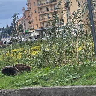 IL PUNTO. Pista ‘cinghiabile’ o pista ciclabile? L’incontro tra uomo e natura sull’Argine sinistro del torrente Impero