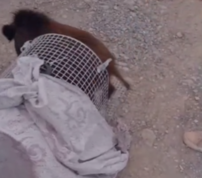 Cinghiale in fuga blocca l'Aurelia a Diano Marina (video) Cinghiale in fuga blocca l'Aurelia a Diano Marina (video)