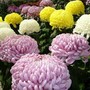Ognissanti, il mercato dei fiori tiene in Liguria ma pesano i rincari