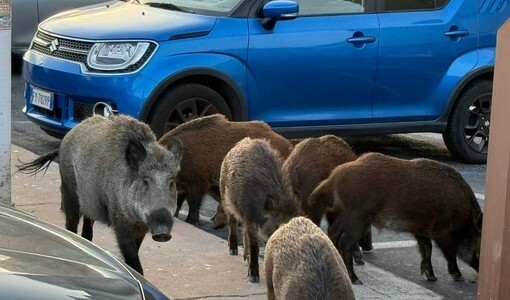 Cinghiale aggredisce un uomo sull'Argine Sinistro: ferito a una gamba Cinghiale aggredisce un uomo sull'Argine Sinistro: ferito a una gamba