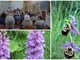 “Orchidee e fioriture spontanee del SIC Pizzo d’Evigno e delle valli intorno”: secondo appuntamento con gli “Incontri di Primavera” della Communitas Diani