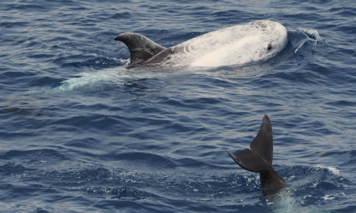 A Imperia arriva il Sentiero Pelagos Blueway con dodici pannelli infografici