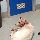 Cane aggredito da due molossi: parte la raccolta fondi per Otto
