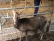 Scelto il nome per la mascotte di Cervo: si chiamerà Elafio e arriverà in primavera (Foto) Scelto il nome per la mascotte di Cervo: si chiamerà Elafio e arriverà in primavera (Foto)