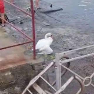 Cigno in difficoltà nel porto di Oneglia, apprensione per le sue condizioni