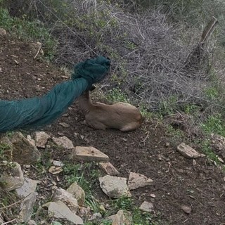 Val Prino, capriolo impigliato in una rete per olive salvato dalle Ambulanze Veterinarie