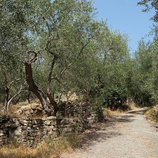 Domenica 27 ottobre torna la 'Camminata tra gli olivi', 17 le regioni che hanno aderito