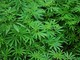 Quali lezioni possiamo imparare dalla legalizzazione della cannabis negli USA?