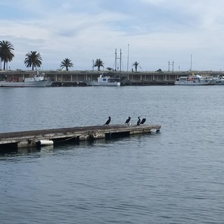 I cormorani da migratori a stanziali popolano in numero crescente anche Imperia