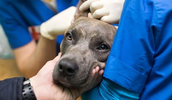 Dolcedo rinnova l’impegno per i "quattrozampe", confermata la convenzione con il canile di Imperia Dolcedo rinnova l’impegno per i "quattrozampe", confermata la convenzione con il canile di Imperia