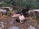 A Villa Faraldi branco di lupi tiene sotto scacco una fattoria, già divorati quattro pony