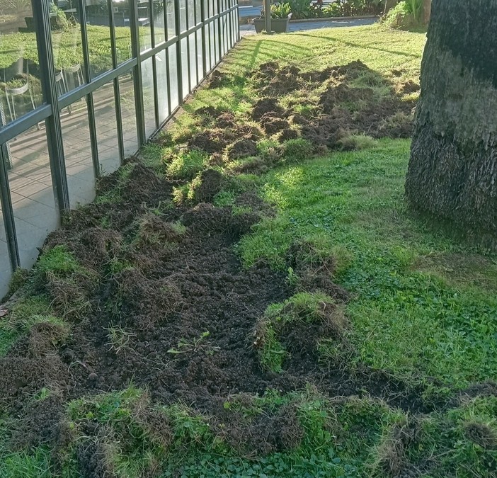 Cinghiali a "spasso" nel centro di Diano Marina devastano le aiuole