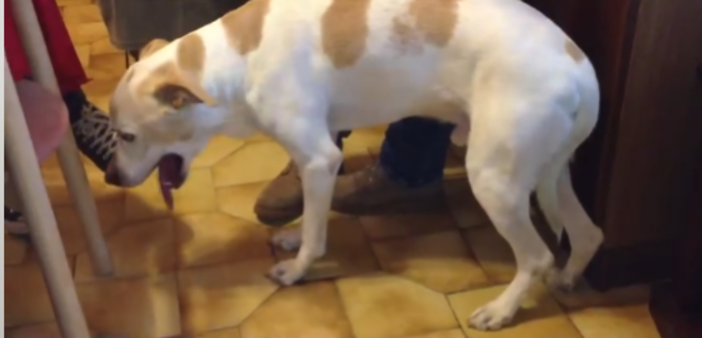 Ogni botto è un'esplosione di paura": l'OIPA in difesa degli animali a Capodanno (video)