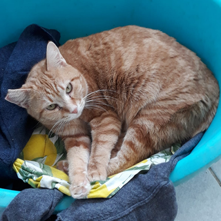 Enpa di Sanremo: la gattina Codina ha bisogno di una nuova famiglia