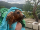Dramma di Borgomaro: il cagnolino salvato simbolo di speranza