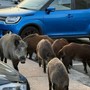 Cinghiale aggredisce un uomo sull'Argine Sinistro: ferito a una gamba Cinghiale aggredisce un uomo sull'Argine Sinistro: ferito a una gamba