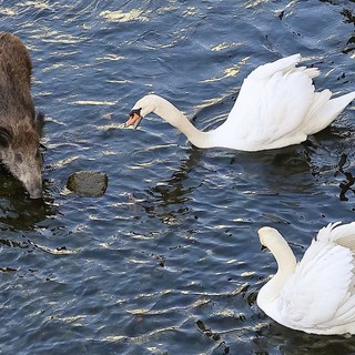 A Imperia la convivenza "impossibile" anche tra cinghiali e cigni