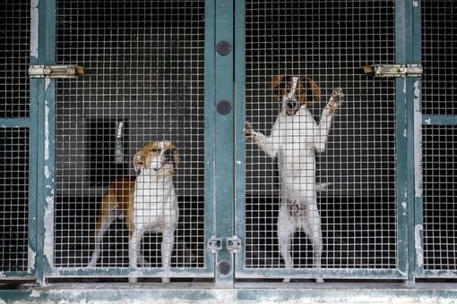 ACCADDE OGGI, 29 SETTEMBRE 1983. Il triste destino dei cani abbandonati: senza casa e osteggiati da tutti ACCADDE OGGI, 29 SETTEMBRE 1983. Il triste destino dei cani abbandonati: senza casa e osteggiati da tutti