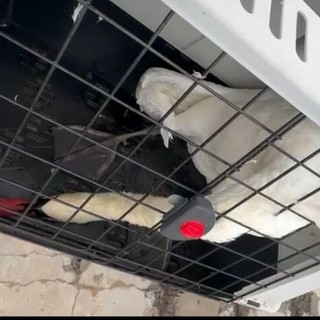 Cigno in difficoltà sul molo lungo di Oneglia: recuperato e affidato alle cure della Vigilanza Animale Regionale Cigno in difficoltà sul molo lungo di Oneglia: recuperato e affidato alle cure della Vigilanza Animale Regionale