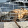 Il cucciolo di volpe ferito resta sotto osservazione al Csar Il cucciolo di volpe ferito resta sotto osservazione al Csar