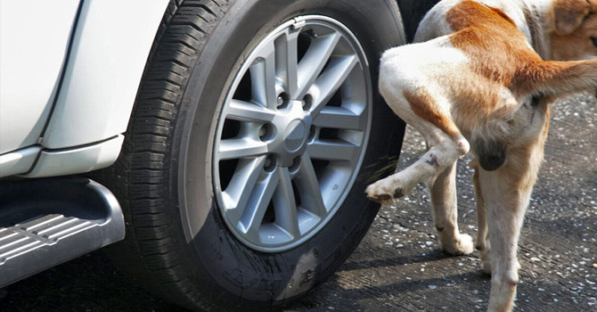 ACCADDE OGGI, 17 APRILE 1982. “Vespasiani” per cani a passeggio sul molo lungo di Porto Maurizio