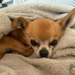 BUONE NOTIZIE/ Charlie torna a casa: lieto fine per il Chihuahua scomparso, abbracciato dal suo piccolo Tommaso