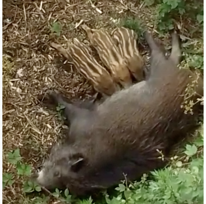 Imperia, cinghialessa allatta i piccoli sul greto del fiume (video)
