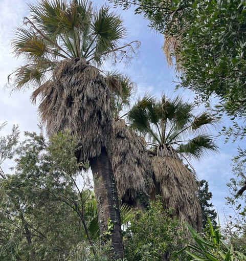 Corso Roosevelt a Imperia, il declino delle palme tra incuria e pericoli