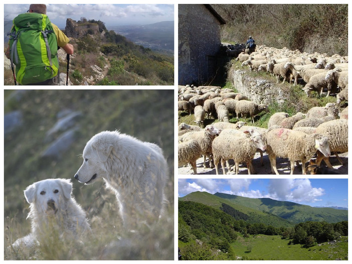 Aggressioni a escursionisti e turisti da parte dei cani pastore in provincia di Imperia: come minimizzare i rischi e fronteggiare le emergenze Aggressioni a escursionisti e turisti da parte dei cani pastore in provincia di Imperia: come minimizzare i rischi e fronteggiare le emergenze
