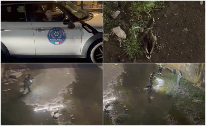 Paperette morte e agonizzanti  nel rio a San Lorenzo al Mare: scatta l’allarme, intervengono le Ambulanze veterinarie