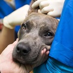 Dolcedo rinnova l’impegno per i "quattrozampe", confermata la convenzione con il canile di Imperia