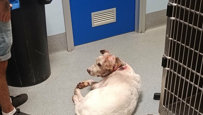Cane aggredito da due molossi: parte la raccolta fondi per Otto