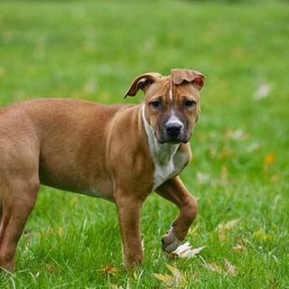 Cani senza guinzaglio a Imperia, le lamentele dei proprietari corretti: "Noi rispettiamo le regole, ma nessuno controlla"