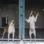 ACCADDE OGGI, 29 SETTEMBRE 1983. Il triste destino dei cani abbandonati: senza casa e osteggiati da tutti ACCADDE OGGI, 29 SETTEMBRE 1983. Il triste destino dei cani abbandonati: senza casa e osteggiati da tutti