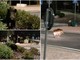 Cinghiali a passeggio in città, gli imperiesi chiedono misure di contenimento degli animali per ragioni di sicurezza