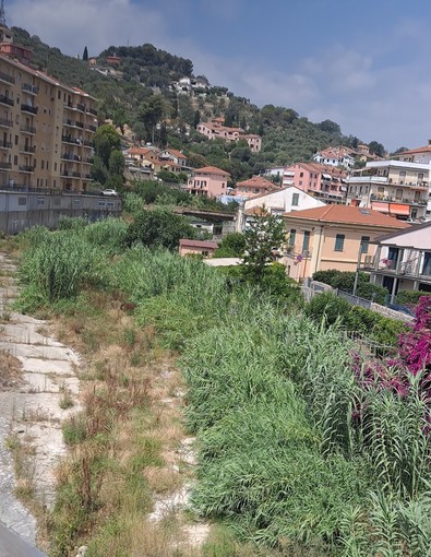 Imperia, il Caramagna invaso dalla vegetazione: residenti della Fondura preoccupati Imperia, il Caramagna invaso dalla vegetazione: residenti della Fondura preoccupati